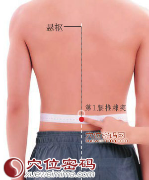 悬枢穴的准确位置图