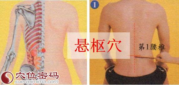 悬枢穴的准确位置图