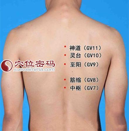 灵台穴的位置图