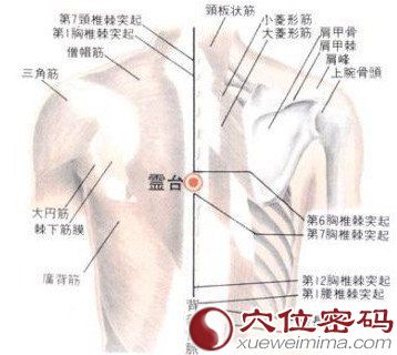 灵台穴的位置解剖分析图