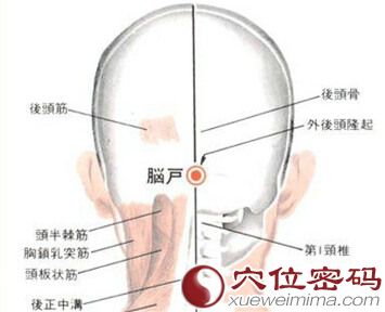 脑户穴的位置解剖分析图