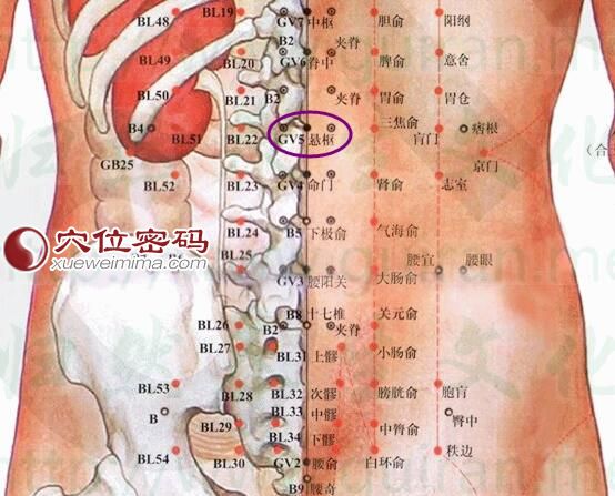 悬枢穴的准确位置图