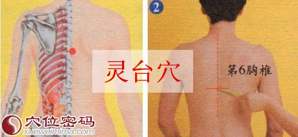 灵台穴的位置图