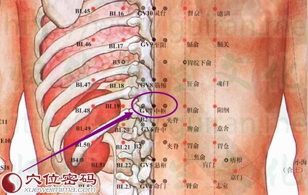中枢穴的准确位置图