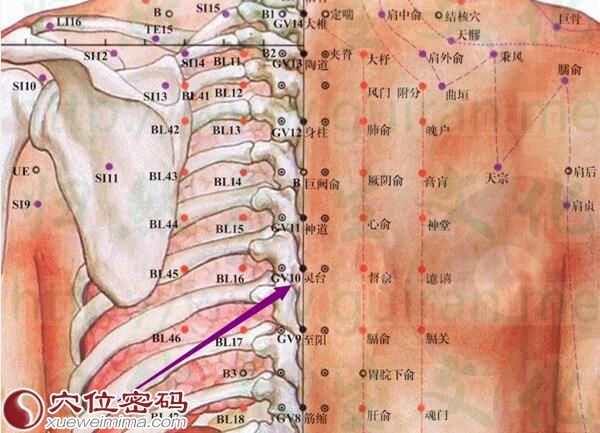 灵台穴的准确位置图