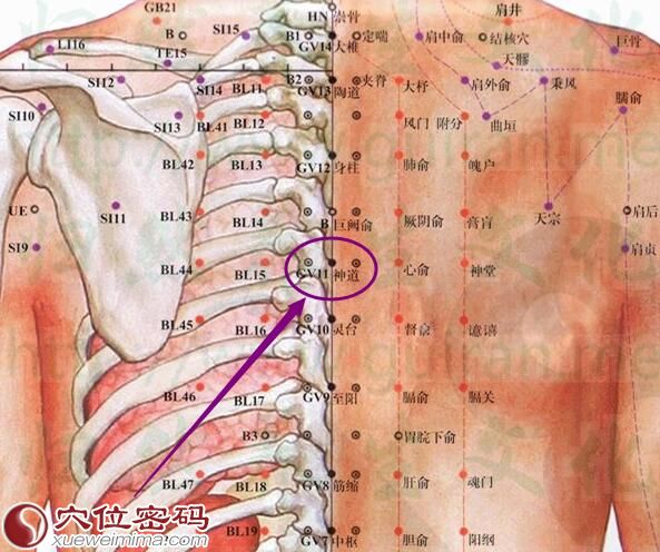 神道穴的准确位置图