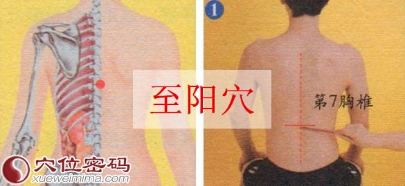至阳穴的位置图
