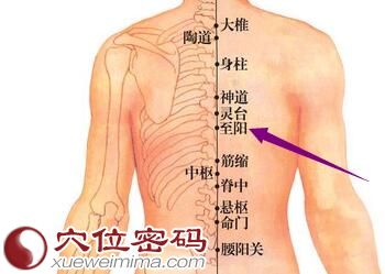 至阳穴的位置图