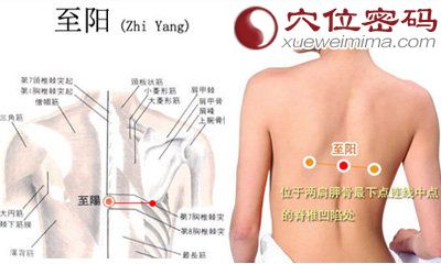 至阳穴的位置图