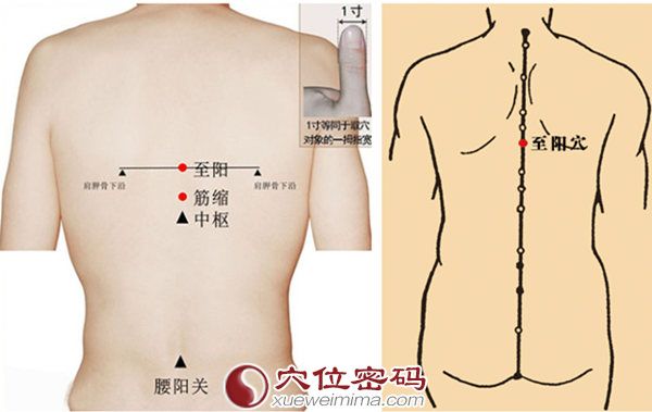 至阳穴的准确位置图