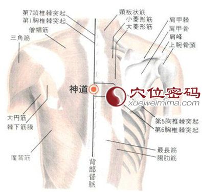 神道穴的位置解剖分析图