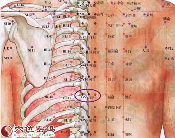 至阳穴的准确位置图