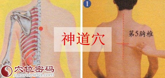 神道穴的准确位置图