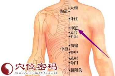 神道穴位图