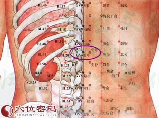 脊中穴的准确位置图