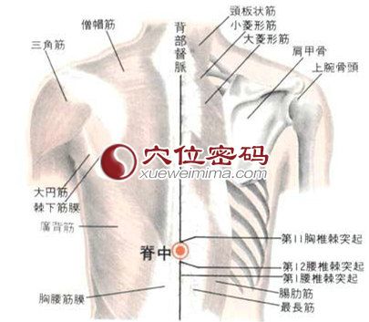 脊中穴的位置解剖分析图