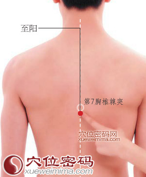 至阳穴的准确位置图