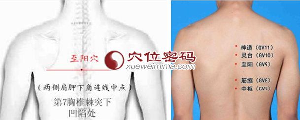 至阳穴位位置图