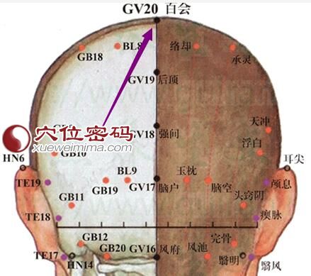 百会穴位位置图
