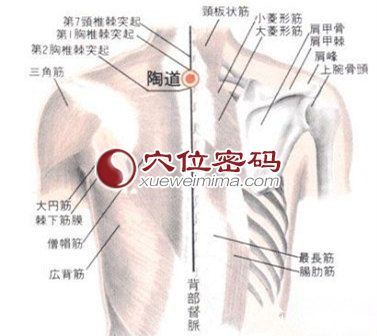 陶道穴的位置解剖分析图