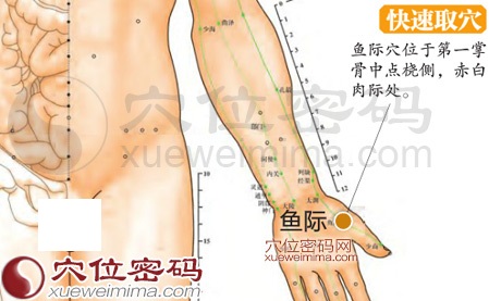 鱼际穴的准确位置