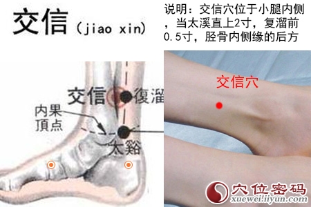 交信穴位位置图
