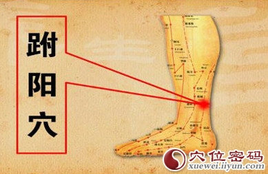 跗阳穴