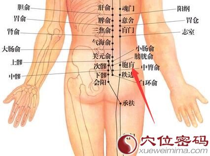 胞肓穴位位置图