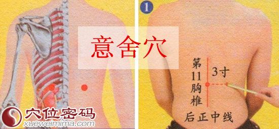 意舍穴的准确位置图