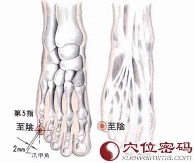 至阴穴解剖图
