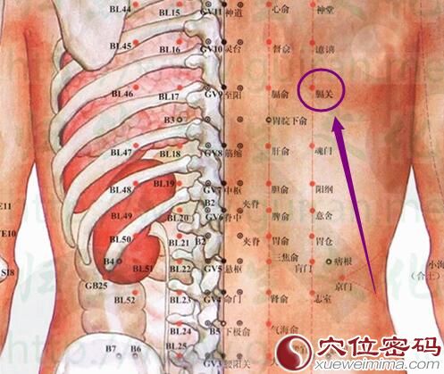 膈关穴的解剖图