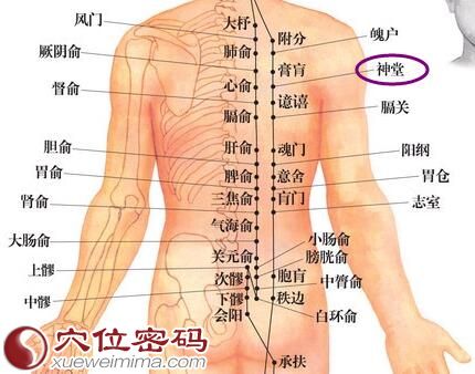 神堂穴位位置图