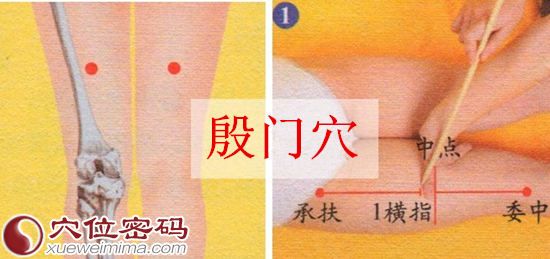 殷门穴的位置及取穴示范图