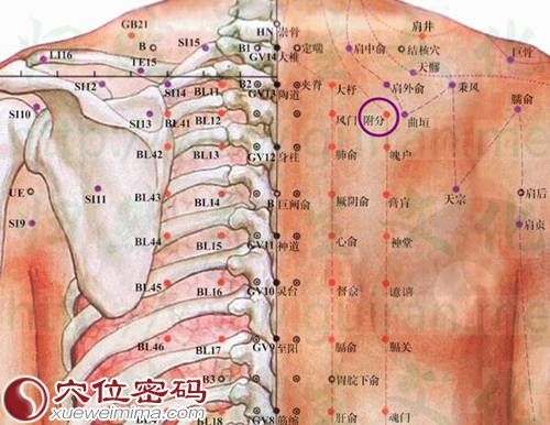 附分穴的位置解剖图
