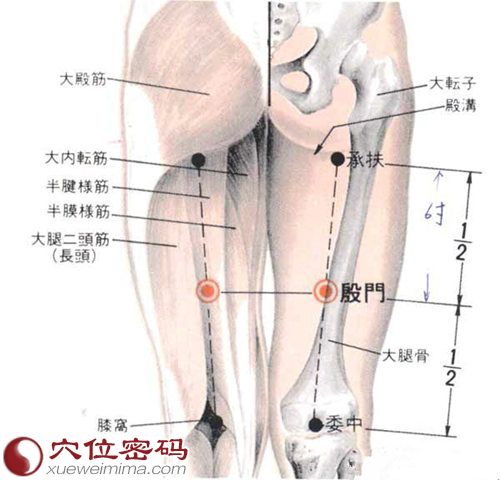 殷门穴的准确位置图及解剖图