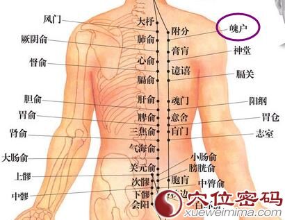 魄户穴位图
