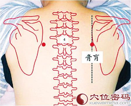 膏肓穴的准确位置图 膏肓穴的准确位置图