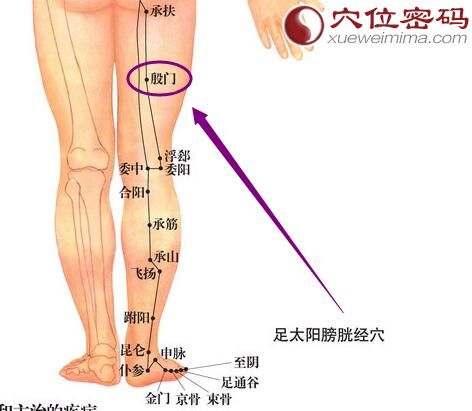 殷门穴的准确位置图
