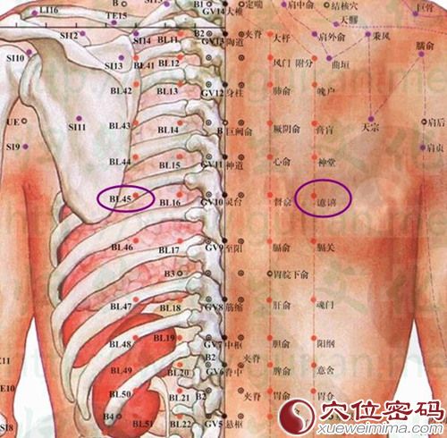 譩譆穴的准确位置图及解剖结构
