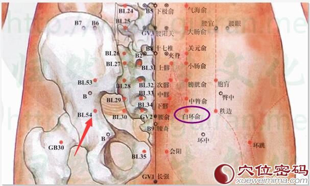 白环俞穴的准确位置图