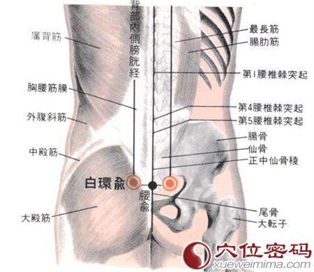 白环俞穴的位置及解剖图