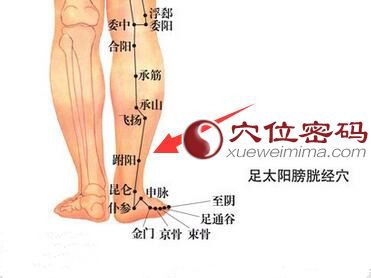 跗阳穴的准确位置图