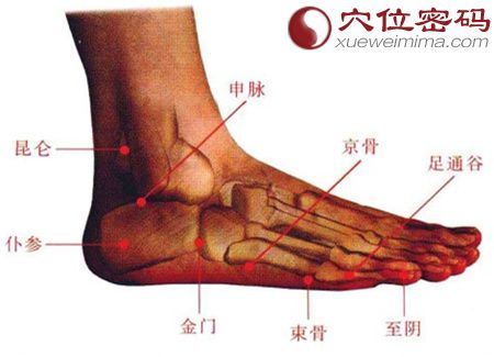 金门穴、束骨穴等穴位