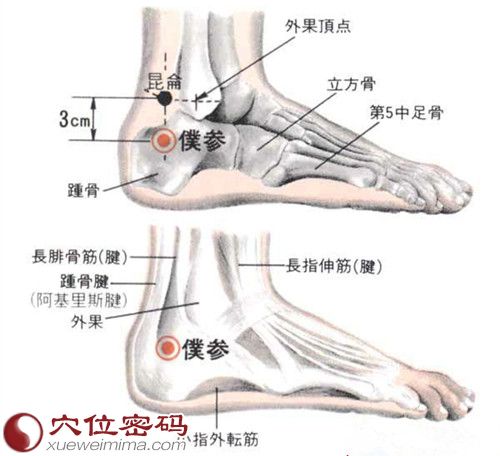 仆参穴的解剖结构图