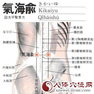 气海俞穴的解剖分析图