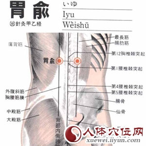 胃俞穴的解剖分析图