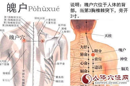 魄户穴的准确位置图