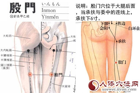 殷门穴的准确位置图