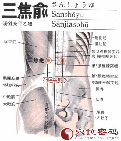 三焦俞穴的解剖分析图