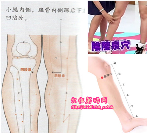 阴陵泉穴位位置图（高清图组）
